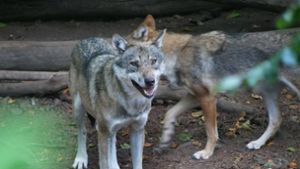 Der Schwarzwald wäre als Lebensraum für den Wolf geeignet. Foto: IMAGO/Martin Wagner/IMAGO/Martin Wagner