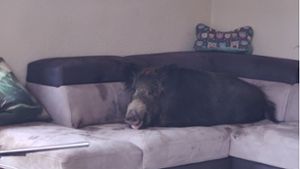 Friedlich lag das Wildschwein auf der Wohnzimmercouch – allerdings erst nachdem es die Einrichtung verwüstet hatte. Foto: dpa/Polizei Hagen