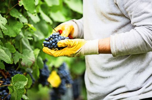 Die ersten Trauben in Esslingen sind reif für die Ernte – die Weinlese am Schenkenberg wurde am Donnerstag eingeläutet. Foto: Ines Rudel