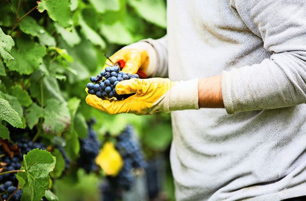 Die ersten Trauben in Esslingen sind reif für die Ernte – die Weinlese am Schenkenberg wurde am Donnerstag eingeläutet.