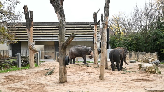 Wilhelma: Elefanten müssen warten - Bauprojekt verzögert sich