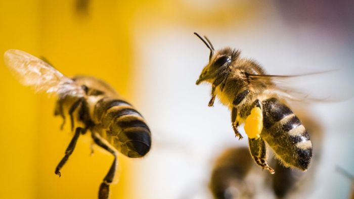Bienen – ein fleißiges Völkchen