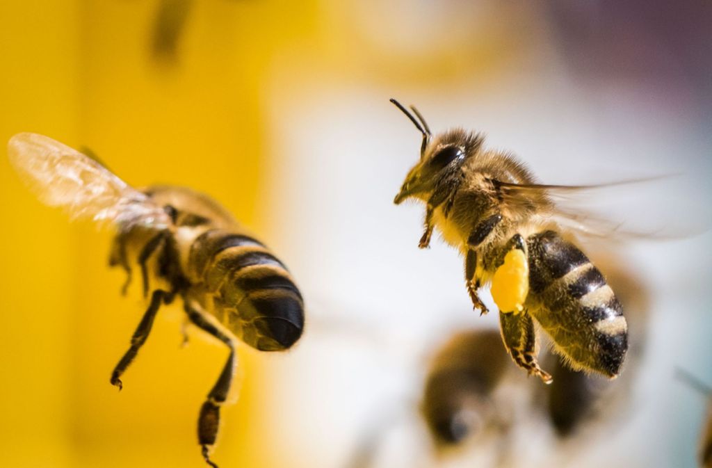 Steckbrief Die Honigbiene Bienen Ein Fleissiges Volkchen Wissen Stuttgarter Nachrichten