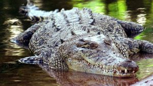 Kaum zu glauben: In Deutschland darf man (fast) jedes Wildtier halten – sogar ein Krokodil (Archivfoto:  Salzwasserkrokodil, aufgenommen im australischen  Darwin). Foto: epa/dpa