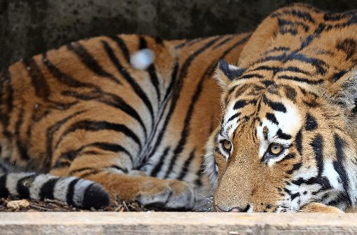 Auch Sibirische Tiger sollen künftig Besucher in die Wilhelma locken. Foto: dpa