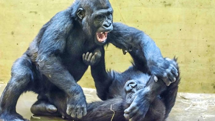 Gorillas müssen zur eigenen Sicherheit gehen