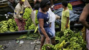 Bananenkrankheit betrifft auch Exporte nach Deutschland