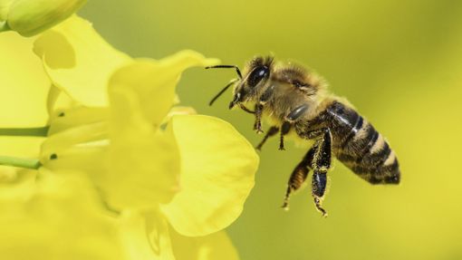 Rapsblüten werden gerne von Honigbienen  oder anderen Insekten besucht und bilden  im Mai eine wichtige Quelle für Pollen und Nektar. Foto: dpa/Julian Stratenschulte