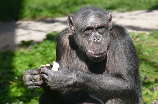Die 52 Jahre alte Schimpansenoma „wilde Hilde“ starb im Heidelberger Zoo. Foto: Zoo Heidelberg/Petra Medan
