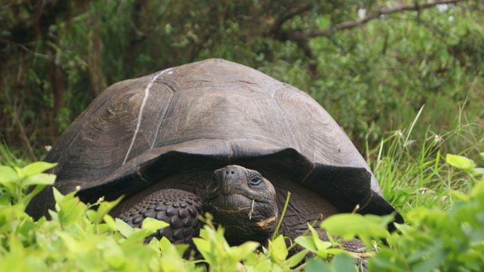 Seltene Galápagos-Schildkröte entdeckt