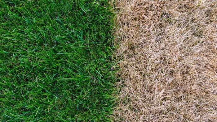 Saftiges Gras: Mit diesen Tipps bleibt der Rasen im Sommer grün