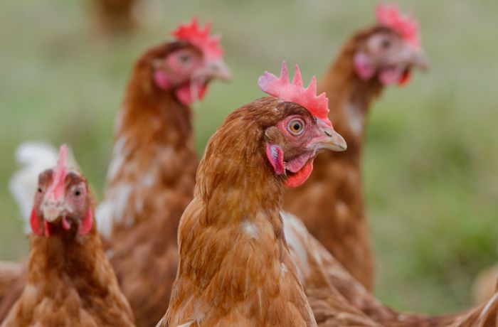 Vogelgrippe im Kreis Böblingen: Kommt nun  der  Lockdown für Geflügel?
