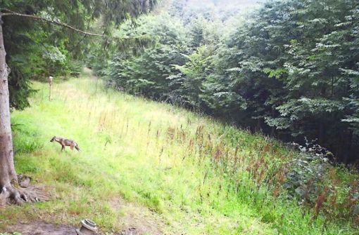 Bild eines Wolfes, der bei der Gemeinde Wiesensteig aufgenommen wurde (Kreis Göppingen). Foto: Umweltministerium