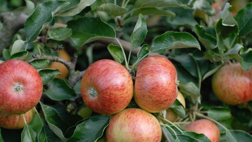 Auch ein Autofahrer wurde von den Äpfeln getroffen. (Symbolbild) Foto: IMAGO/McPHOTO/IMAGO/McPHOTO / H.R.Mueller