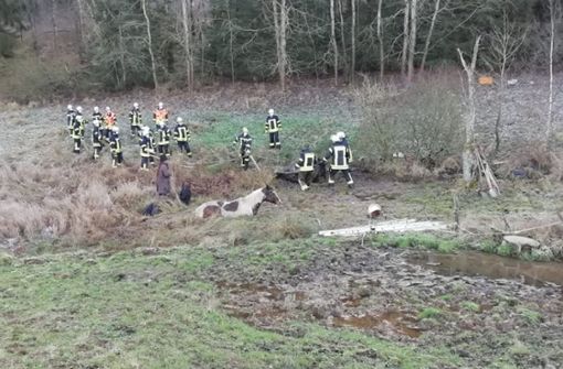 Die Pferde waren zuvor von einer Koppel ausgebrochen. Foto: Polizeipräsidium Osthessen