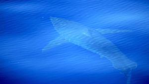 Das vom spanischen Meeresforschungszentrum Alnitak zu Verfügung gestellte Foto zeigt nach Alnitak-Angaben einen Weißen Hai in der Nähe der Baleareninsel Cabrera. Foto: dpa/Meeresforschungszentrum Alnitak