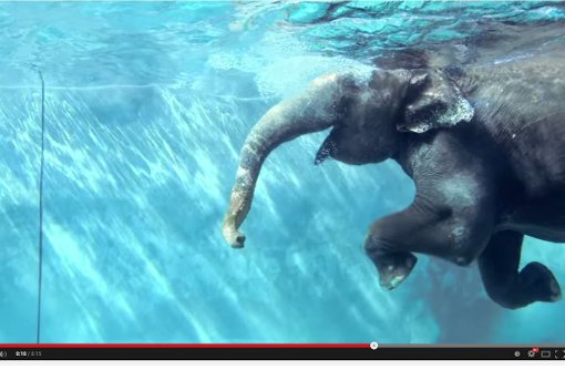 Das Video des Zoos zeigt einen schwimmenden Elefanten in Nahaufnahme. Foto: Screenshot Redaktion