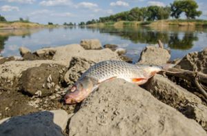 Toxischer Stoff im Fluss: Massives Fischsterben in der Oder – Was ist die Ursache?