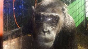 Robby, Deutschlands letzter Zirkus-Schimpanse