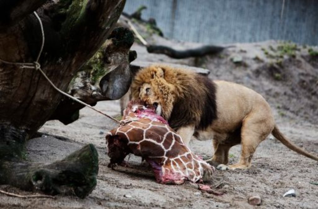 Die getötete Giraffe Marius wurde nach einer öffentlichen Obduktion an Löwen verfüttert.