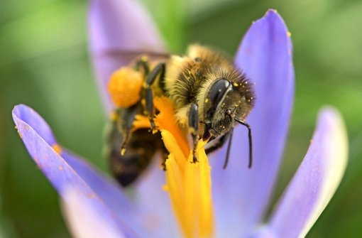 Die Bienen schwärmen im Frühjahr wieder aus. Foto: dpa