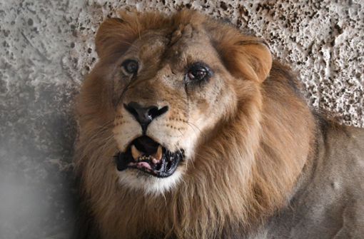 Löwe Lenci leidet an einer schweren Augeninfektion. Foto: AFP