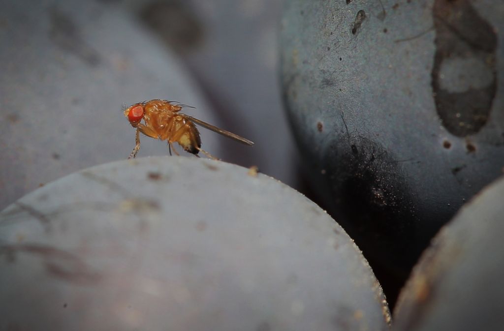 Eine Gefahr für idyllische Weinberge – die  Kirschessigfliege. Foto: dpa