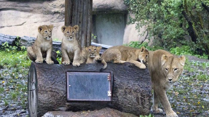 Zoo sucht Namen für Löwenbabys
