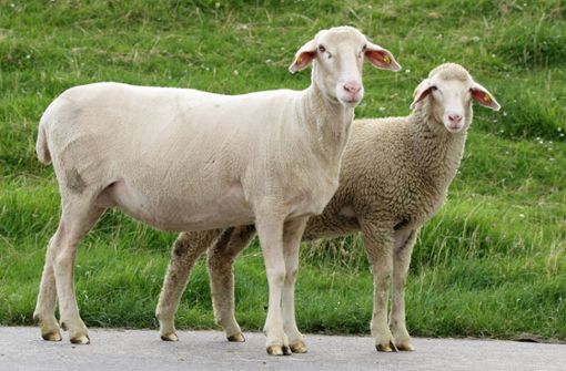 Schafe können Q-Fieber übertragen. Foto: imago/Chromorange/ch