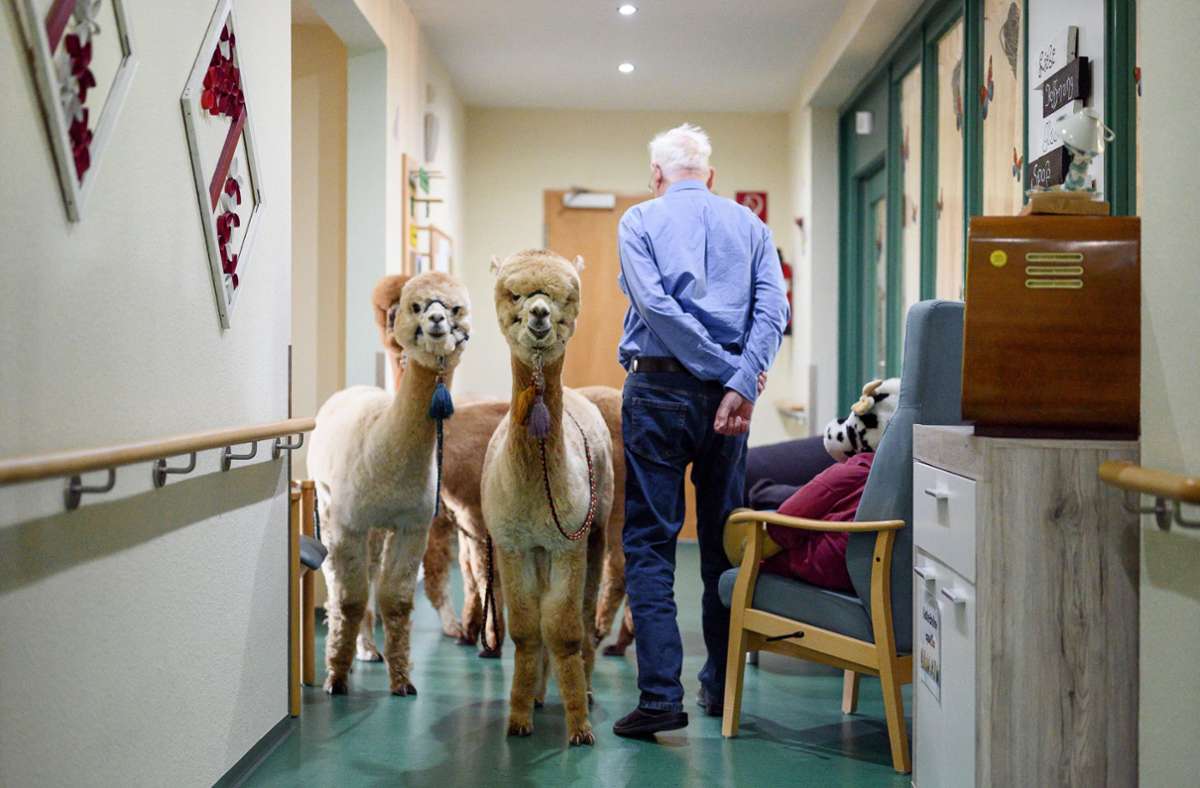 Lamas und Alpakas besuchen die Senioren in einem Heim in Thüringen. Foto: dpa/Daniel Vogl