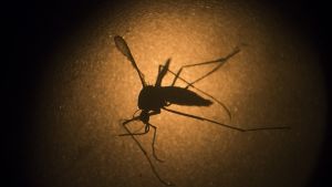 Hauptüberträger des Zika-Virus sind Aedes-Mücken. Foto: AP
