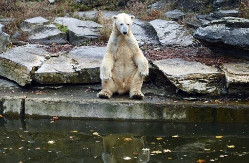 Eisbär Wolodja sitzt im Tierpark in Berlin in seinem Gehege. Er ist der Vater der neugeborenen Zwillinge Foto: dpa-Zentralbild