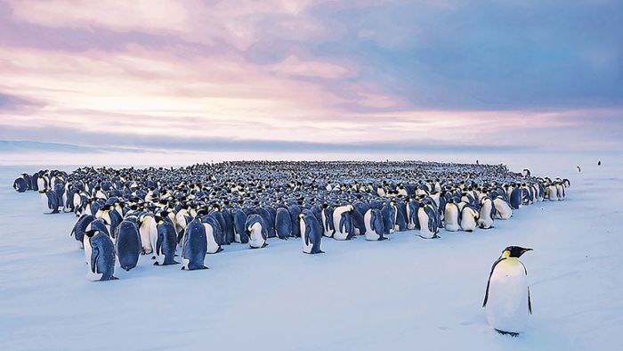 Wegen der Pinguine  in der Antarktis