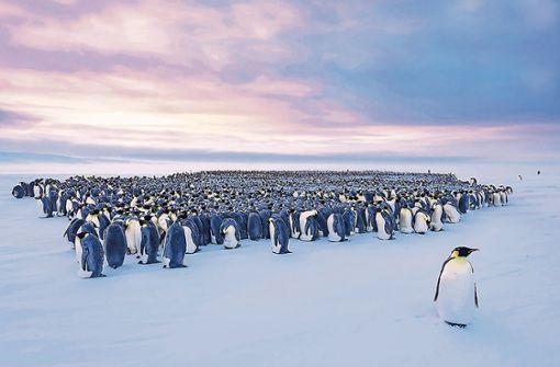 Jedes Jahr versammelt sich die Kolonie der  rund 11 000 Kaiserpinguine auf dem Eis der Atka-Bucht, um ihre Jungen aufzuziehen. Foto: Stefan Christmann