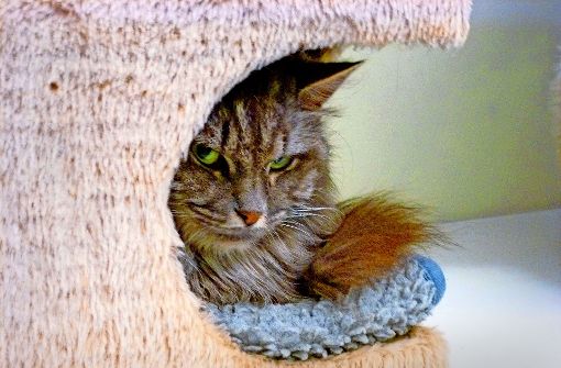 Einen eher  misstrauischen Blick aus ihrem Körbchen wirft diese Tierheimkatze. Foto: StZ/Archiv