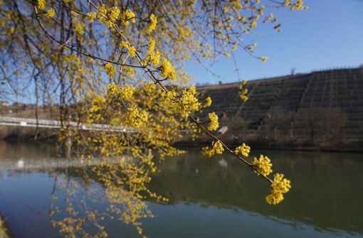 Am Neckar in Stuttgart-Münster kommen die ersten Frühlingsgefühle auf. Foto: Andreas Rosar Fotoagentur-Stuttg/Andreas Rosar Fotoagentur-Stuttg