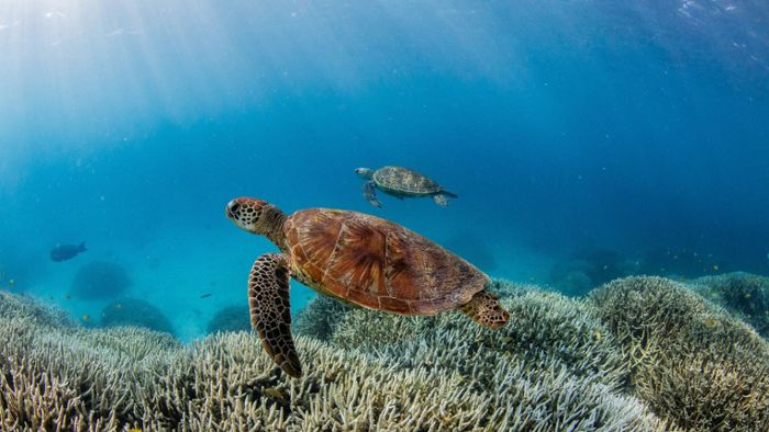 Klimaveränderung: Great Barrier Reef bleicht zum fünften Mal in nur acht Jahren