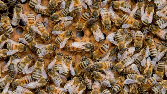 Brand nach Blitzschlag - sechs Bienenvölker sterben