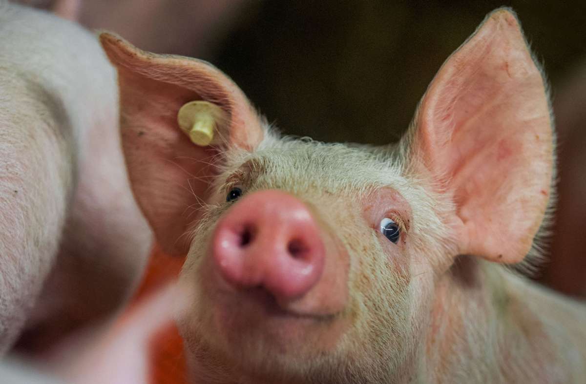 Schweinezüchter im Land leiden unter der geringen Nachfrage der Gastronomie. (Symbolbild) Foto: dpa/Jens Büttner