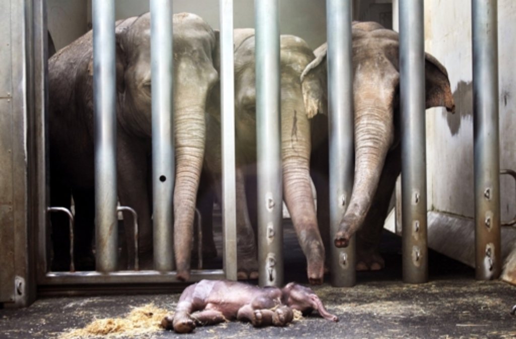 Nun musste es eingeschläfert werden. Von links: Die Elefanten Don Chung, Muttertier Hoa und Trinh nehmen Abschied von dem sechs Tage alten Elefantenjungtier im Zoo Leipzig (Sachsen).