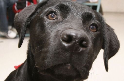 Einem zwei Jahre alter Labrador wurde in Denkendorf ein Giftköder zum Verhängnis. Foto: dpa/Symbolbild