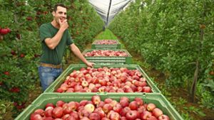Äpfel verkauft der Obsthof von Sven Gunßer quasi das ganze Jahr über. Foto: Werner Kuhnle