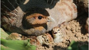Die Küken suchen Schutz unter dem wärmenden Gefieder der Altvögel. Foto: Michael Eick
