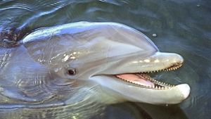 In Russland hat eine Touristin einen Delfin tot in einem Wald entdeckt (Symbolbild). Foto: dpa