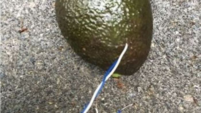 Polizei seziert verdächtige Avocado