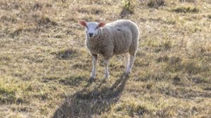 Unbekannte töten und schlachten Schaf auf Weide