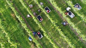 In einem Weinberg des Weinguts Currle in Stuttgart-Uhlbach hat die Traubenlese bereits begonnen. Foto: dpa