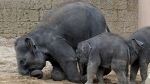 Süße Elefanten-Kinder erobern das Gehege