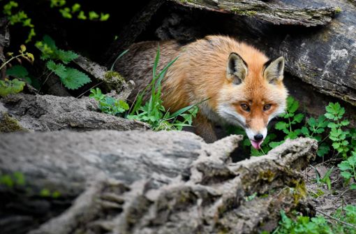Ein DNA-Test hat bestätigt: In Korb hat ein Fuchs einen Camper angegriffen und verletzt. Foto: dpa