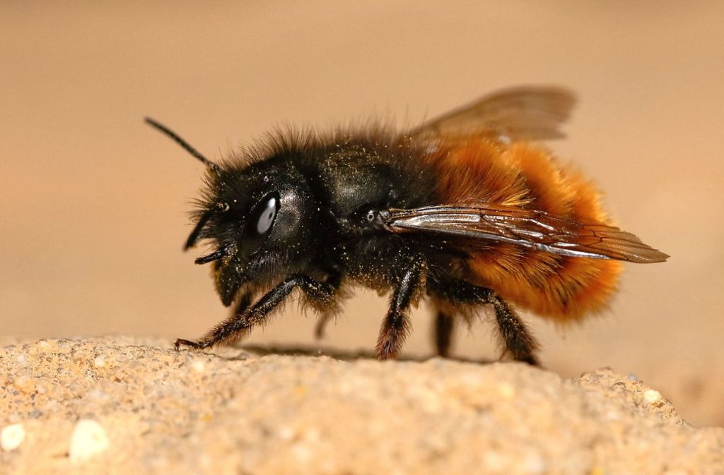 Insekten Im Blick Die Kleine Biene Aus Dem Rollladen Stopper Rems Murr Kreis Stuttgarter Nachrichten